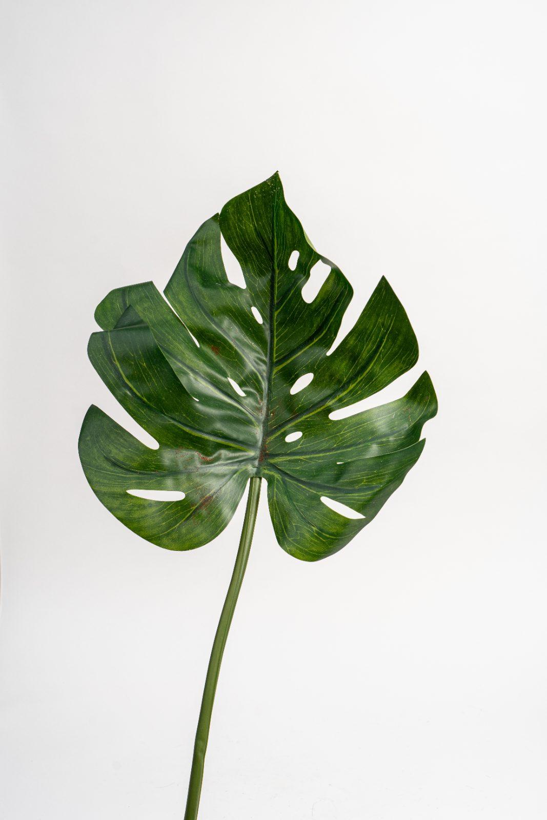 人造龜背芋